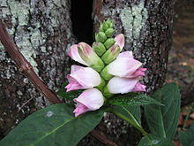 Chelone glabra Red River Gorge.JPG