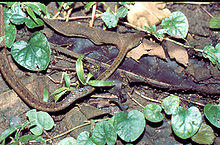 Dendrophidion percarinatum02.jpg