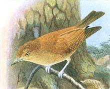 Hypocryptadius cinnamomeus Goodchild.jpg