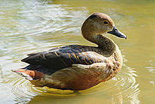 Lesser whistling duck