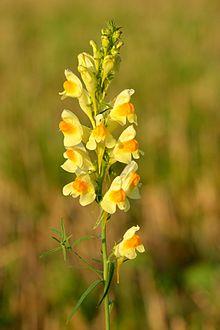 Linaria vulgaris - harilik käokannus Valingu.jpg