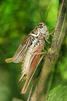 Metrioptera roeseli male Richard Bartz.jpg