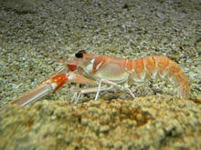 Nephrops norvegicus.jpg
