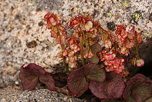 Oxyria digyna 4005.JPG