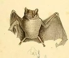 Pygoderma bilabiatum.jpg