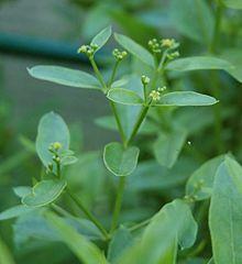 Rubia tinctorum flowers.jpg