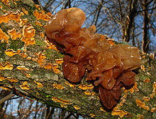 Tremella foliacea 72635 MushroomObserver cropped.jpg
