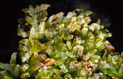 Riccardia palmata.jpg