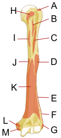 Human left humerus - anterior view - muscles.svg