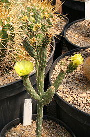 Cylindropuntia tesajo.jpg