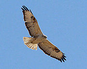 Long legged buzzard view from below.jpeg