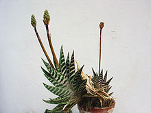 Aloe variegata.jpg