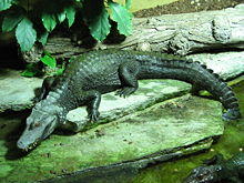 Brauen Glattstirnkaiman Paleosuchus palpebrosus.jpg