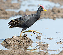 Gallicrex cinerea -Basai Wetlands, near Gurgaon, Haryana, India-8.jpg