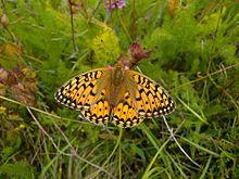 Großer Perlmutterfalter, Elsenborn, Ostbelgien (3939194668).jpg