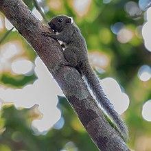 Microsciurus flaviventer - Amazon Dwarf Squirrel, Serra do Divisor National Park, Acre, Brazil.jpg