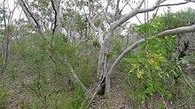 Scribbly Gum (8349108650).jpg