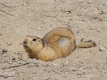 Spermophilus fulvus Baikonur 02.jpg