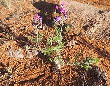 Swainsona villosa habit.jpg