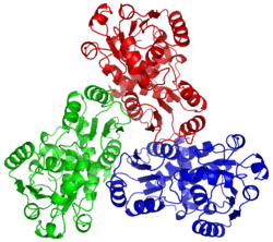 Ornithine carbamoyltransferase trimer 1OTH.png