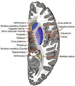 Telencephalon-Horiconatal.jpg