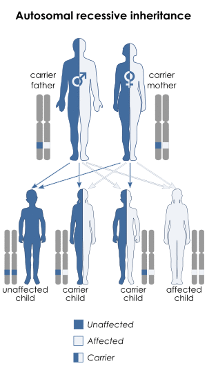 Autosomal recessive - en.svg