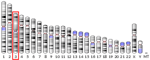 Chromosome 3 (human)