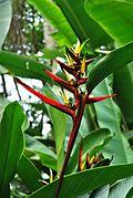 Heliconia longiflora - Colombia, Ecuador, Central America.jpg