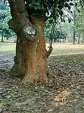 A jackfruit tree