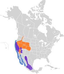 Aechmophorus clarkii map.svg