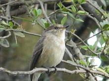 Chapin's Flycatcher (Muscicapa lendu) JM.jpg