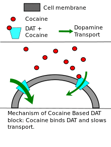 Diagram describes the mechanisms by which cocaine and amphetamines reduce dopamine transporter activity.