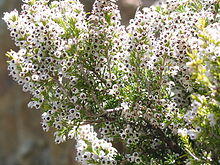Erica arborea JPG1.jpg