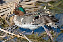 Green-winged Teal, Port Aransas, Texas.jpg
