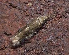 Hydroptilidae P1220216a.jpg