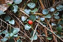 Mitchella repens Partridge berry Norfolk Connecticut 05112019.jpg