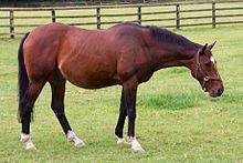 Moscow Flyer at National Stud.jpg