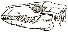 Protylopus petersoni skull 2.jpg