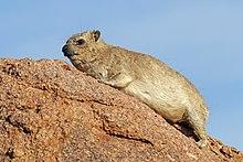 Rock hyrax (Procavia capensis).jpg