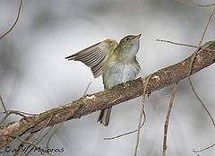 Acadian-Flycatcher-at-Belleplain-State-Forest.jpg