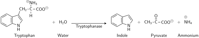 Indole.svg
