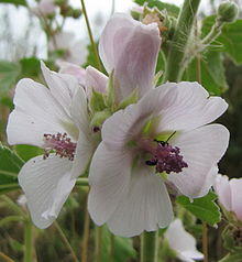 Althaea officinalis.jpg