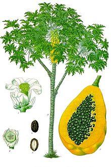 Carica papaya - Köhler–s Medizinal-Pflanzen-029.jpg