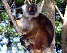 Eulemur macaco female 01.jpg
