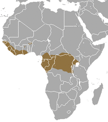 Giant Pangolin area.png