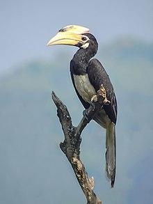 Malabar pied hornbill (Anthracoceros coronatus) Photograph by Shantanu Kuveskar.jpg