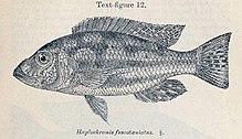 Nimbochromis fuscotaeniatus.jpg