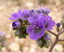 Phacelia crenulata 5.jpg