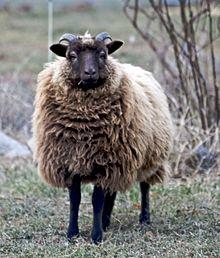 A Shetland sheep.