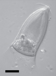 Trichonympha campanula.png